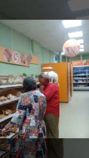 Суровые коты в Челябинске