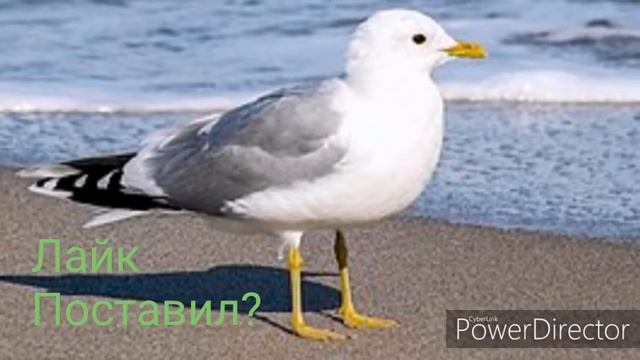 Как смеются чаики смотреть со звуком чут не умер со смеха смотреть онлайн