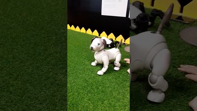 фестиваль роботов в Актобемол. выходной с детьми. смотреть онлайн