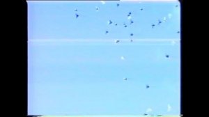 НИКОЛАЕВСКИЕ   ГОЛУБИ