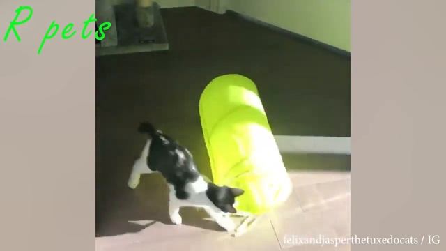 Юлия Окорокова - Я РЖАЛ ЦЕЛЫЙ ЧАС!😂 СМЕШНЫЕ КОТЫ😺😺😺 ЛУЧШИЕ ПРИКОЛЫ 2020! смотреть онлайн