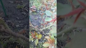 ВЕЧНЫЙ ВОПРОС : НУЖНО ЛИ ЗАГЛУБЛЯТЬ ПРИВИВКУ У РОЗ ИЛИ