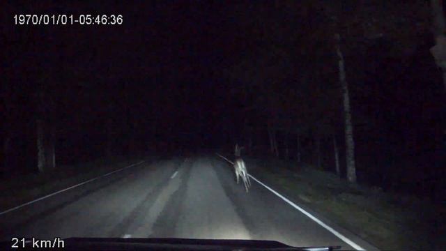 Олени на дороге смотреть онлайн