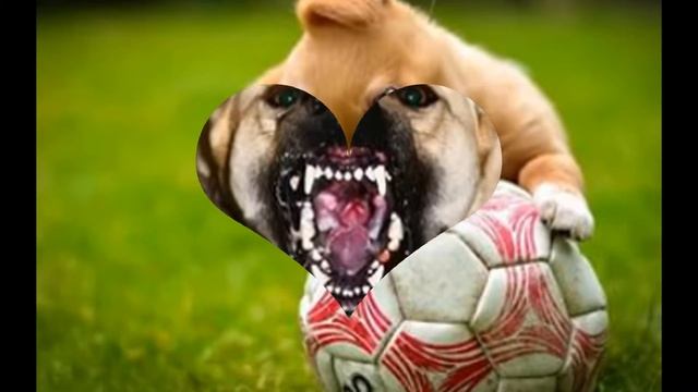 Коротко про собак)факти)