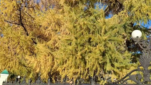 Красота срока не имеет. Прощальная гастроль лиственницы. смотреть онлайн