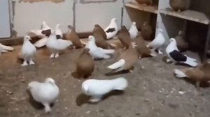 Мелитопольские голуби , Крамаренко Игорь 
Викторович