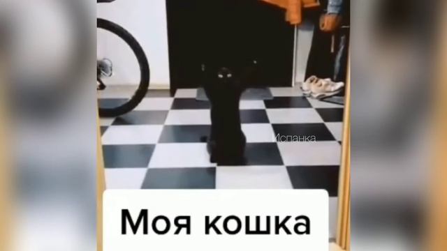 ЗАСМЕЯЛСЯ - ПОДПИСАЛСЯ!!! ТЕСТ НА ПСИХИКУ ПОДБОРКА ПРИКОЛОВ УГАР #12 смотреть онлайн
