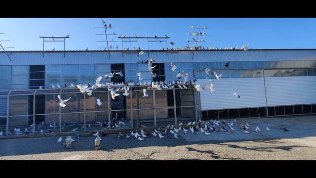 Голуби кто наводит беспорядки в небе The pigeons who make riots in the sky смотреть онлайн
