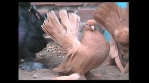 СТАТНЫЕ   ГОЛУБИ