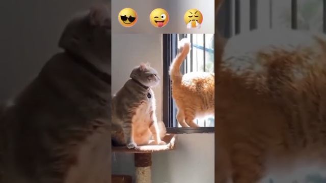 топ смешные котов просто угар смотреть онлайн