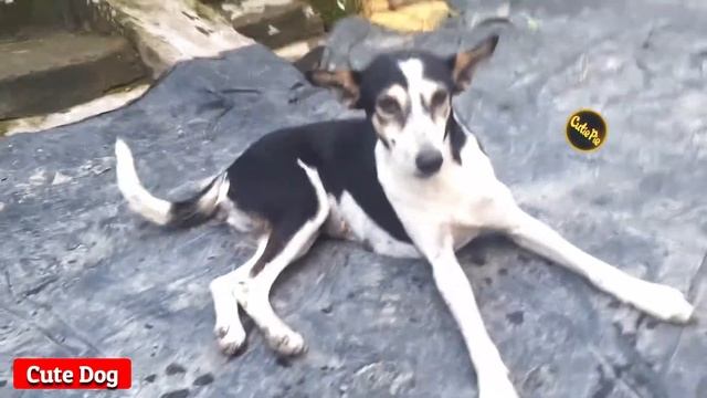 Village Dog ll Cute Dog ll Local Dog, a beautiful slum dog 🐶🐶🐕🐕 смотреть онлайн