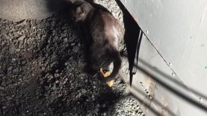 Кот срёт в вагоне!