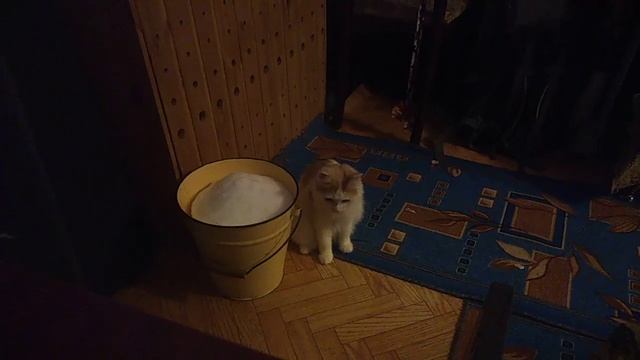 Пушок и снежок смотреть онлайн
