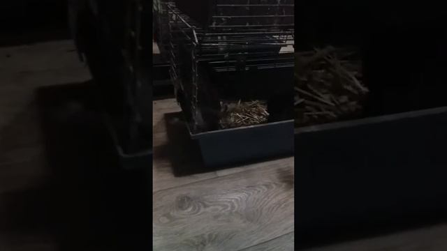 Показ голубей Игорь Лис. смотреть онлайн