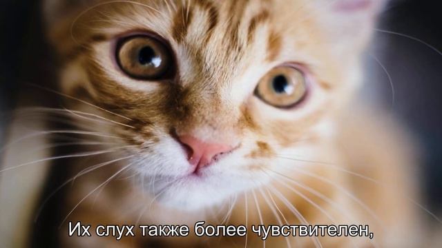 Почему кошки ночью бегают как сумасшедшие? смотреть онлайн