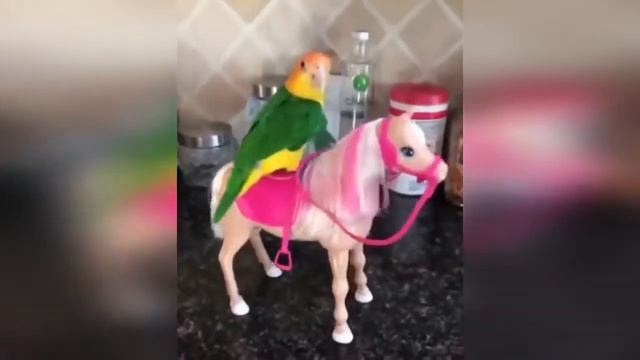 Лучшие приколы за Январь №13 Юмор/Cube/Vine/Приколы смотреть онлайн