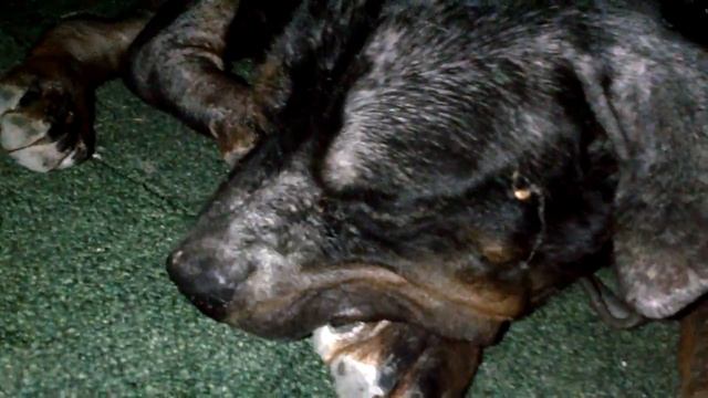 Leishmania köpek смотреть онлайн