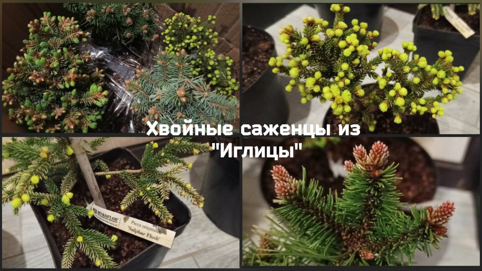 Хвойные саженцы из "Иглицы". смотреть онлайн