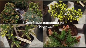Хвойные саженцы из "Иглицы".