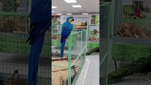 Выставка животных смотреть онлайн
