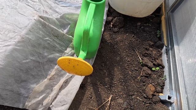 Весенний снег. Спасаю растишки в теплице. смотреть онлайн