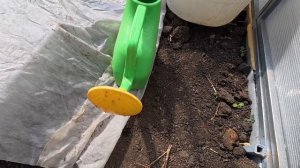 Весенний снег. Спасаю растишки в теплице.