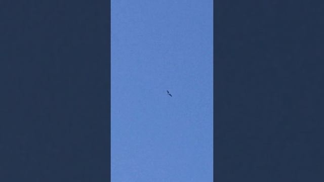 Двухчубые - голоногие - бойные голуби смотреть онлайн