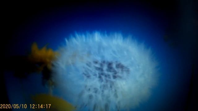 Хамидос или Казачка. Кто из них собака сутулая? смотреть онлайн