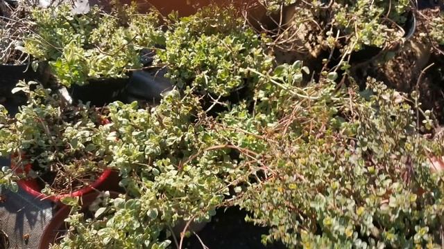 Вариегатная душица, лимонный Тимьян.