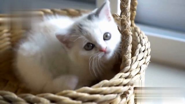 😺Мяуканье котят. Звуки мяуканья котят. Звуки кошки 😺
