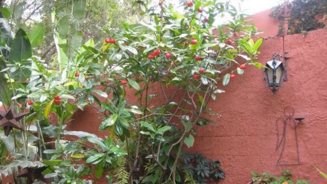 Hotel La Posada del Angel en San Salvador, El Salvador смотреть онлайн