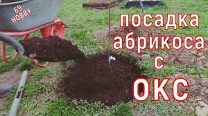 Как сажать АБРИКОС весной с ОКС! Пошаговая инструкция!
