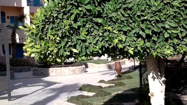 Ли Паша Хургада июнь 2013 смотреть онлайн