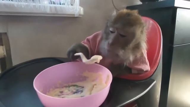 Смешные обезьяны) лучшие приколы смотреть онлайн