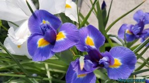 Луковичные ирисы! Красиво и просто вырастить  на клумбе.