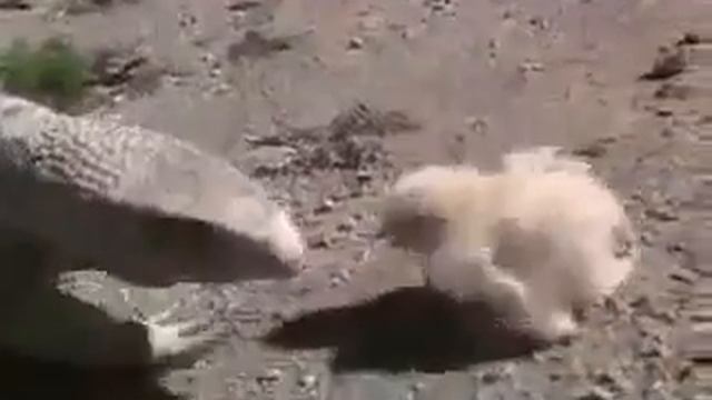Цыпленок отвоевал себе жизнь, Новые Приколы, Шутки, Смешные ролики Юмор! Прикол! Смех смотреть онлайн