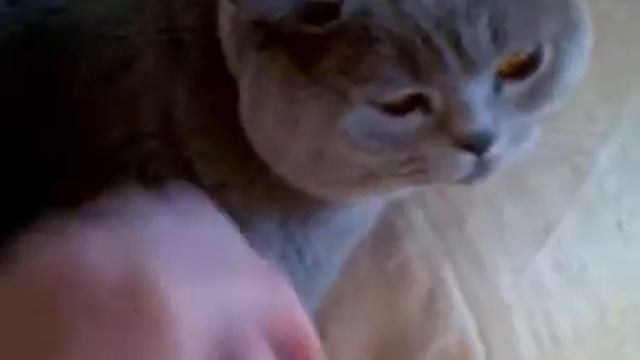 Субботнее утро кота Тимофея. смотреть онлайн