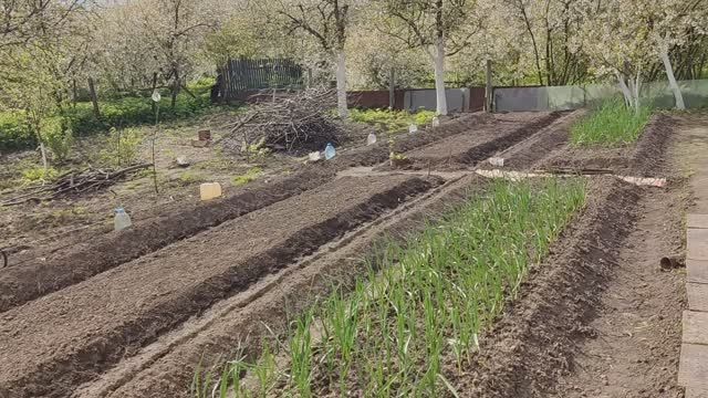 Архивное. Замерзший виноград. Дробленые ветки. Обзор огорода на проекте Суворова. 13052024.