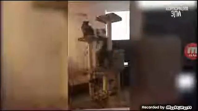 Приколы над котами смотреть онлайн