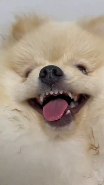 Шпиц медведь Funny Videos