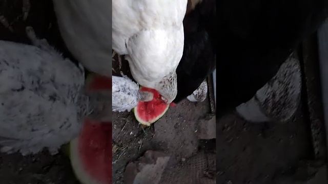 Как куры едят арбуз? смотреть онлайн