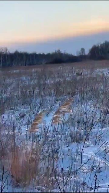 Тетеревиный ток смотреть онлайн