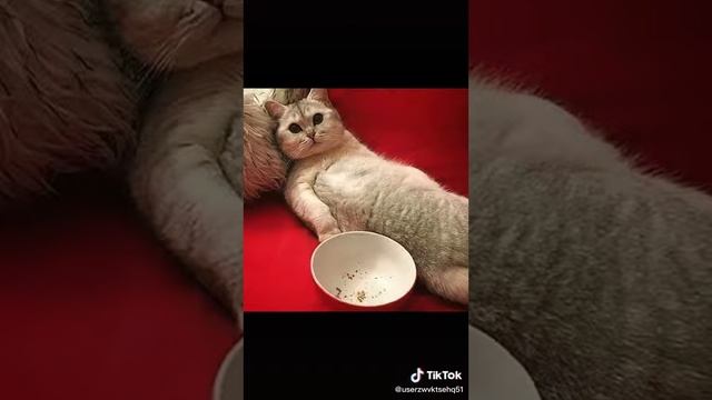 Конец Рабочей недели!!! Милые Котики!!! УРА!!! смотреть онлайн