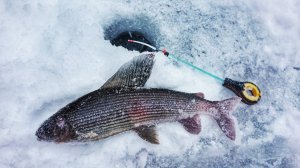 Зимняя рыбалка на ХАРИУСА.