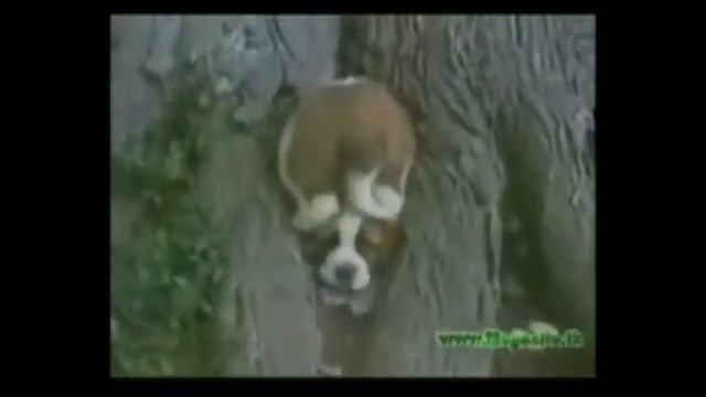 Смешное видео про животных ВЫНОС МОЗГА!!! смотреть онлайн