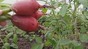 Йод с молоком как удобрение. Мифы и реальность