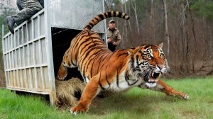 Животные_ Которых Впервые Выпустили на Свободу(1080P_HD)