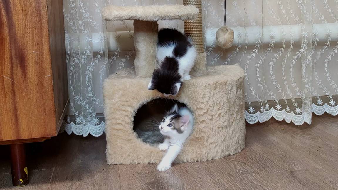 Эй, котенок, убирайся из моего дома. Счастливая кошачье семя. смотреть онлайн