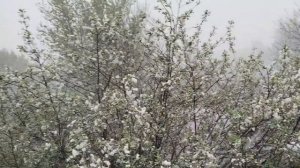 Вишня в снегу 025056.mp4