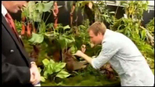 Nepenthes Truncata - Highland Form